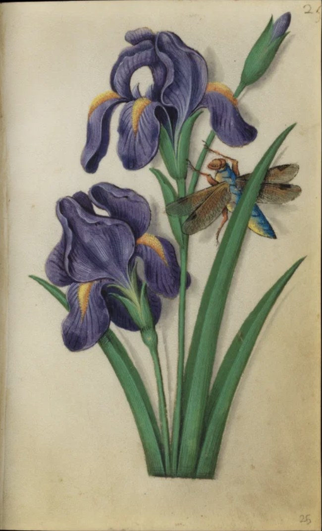 A painted page from the Book of Flower Studies: two purple irises and a bud with green leaves, and a dragonfly with brown wings and a blue and yellow body